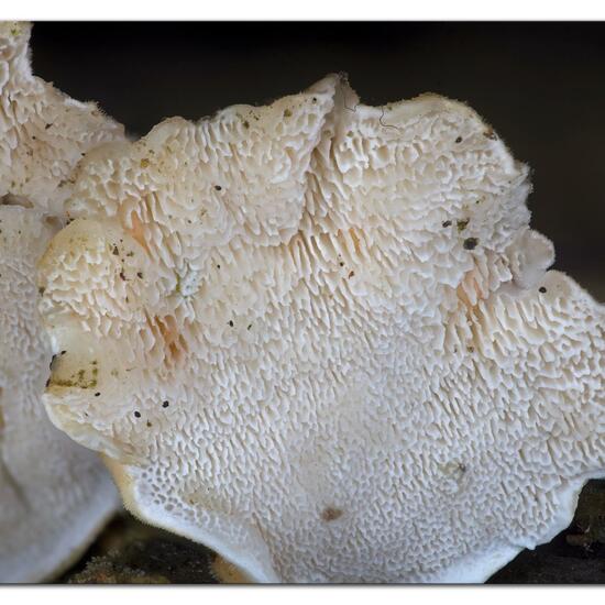 Trametes versicolor: Mushroom in habitat Garden in the NatureSpots App