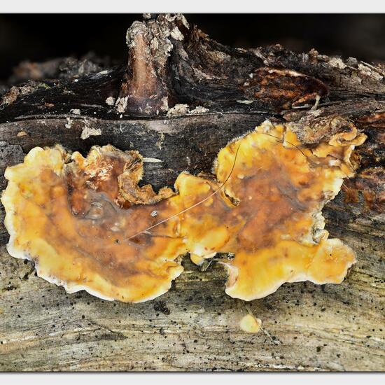 Stereum hirsutum: Mushroom in habitat Garden in the NatureSpots App