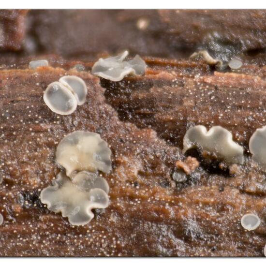 Mollisia cinerea: Mushroom in nature in the NatureSpots App