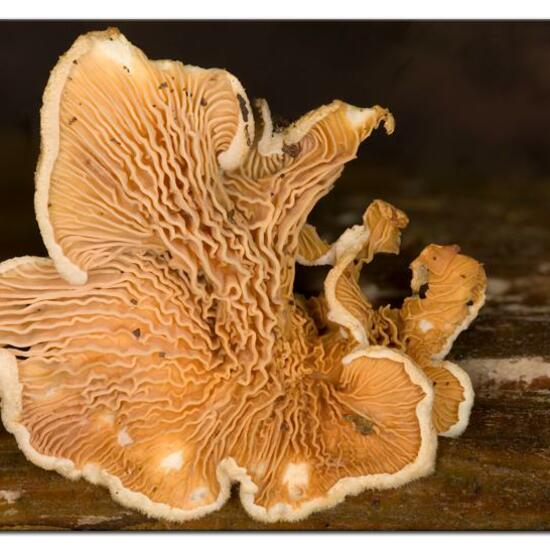 Unknown species: Mushroom in habitat Garden in the NatureSpots App