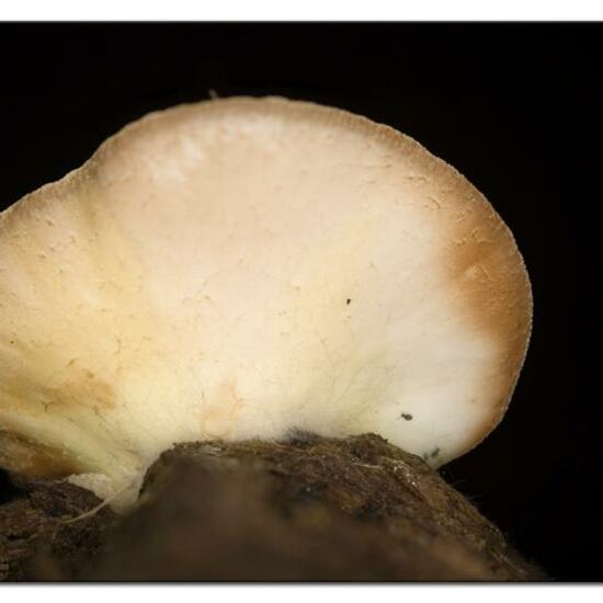 Agaricus mollis: Mushroom in habitat Garden in the NatureSpots App