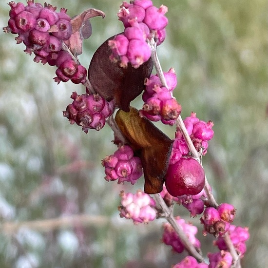 Symphoricarpos orbiculatus: Plant in habitat Flowerbed in the NatureSpots App