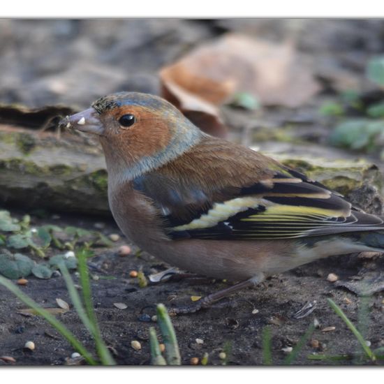 Common Chaffinch: Animal in habitat Backyard in the NatureSpots App