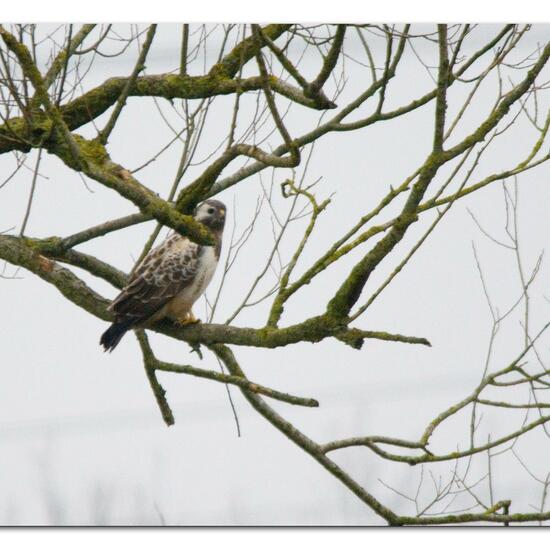 Common Buzzard: Animal in habitat Agricultural meadow in the NatureSpots App