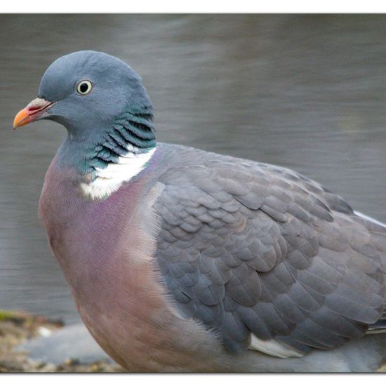 Common Wood Pigeon: Animal in habitat Backyard in the NatureSpots App