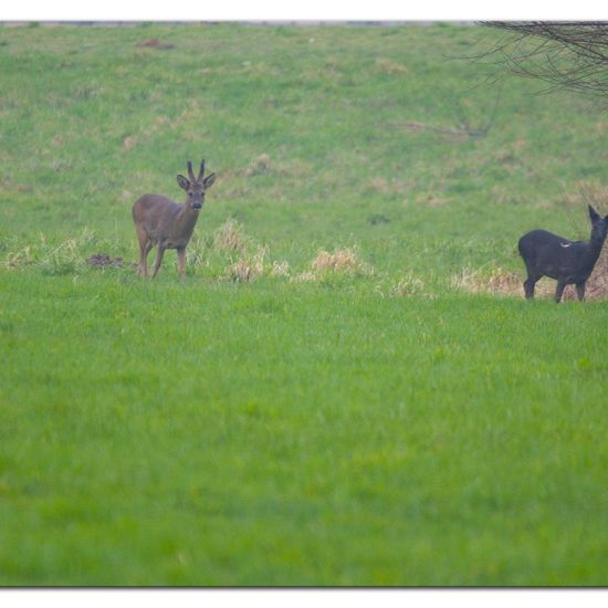 Capreolus: Animal in habitat Agriculture in the NatureSpots App