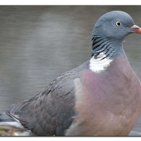 Common Wood Pigeon: Animal in habitat Backyard in the NatureSpots App