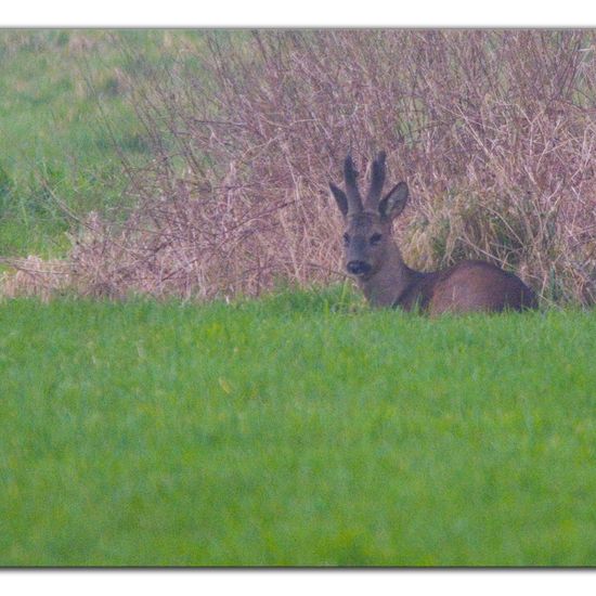 Capreolus: Animal in habitat Agriculture in the NatureSpots App