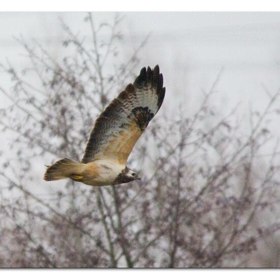 Common Buzzard: Animal in habitat Agricultural meadow in the NatureSpots App