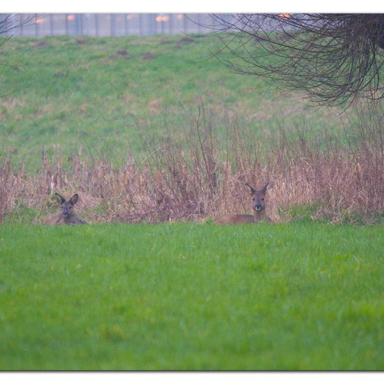 Capreolus: Animal in habitat Agriculture in the NatureSpots App