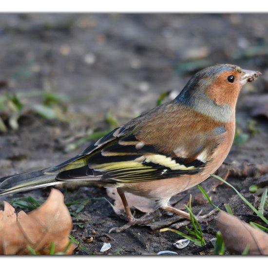 Common Chaffinch: Animal in habitat Backyard in the NatureSpots App