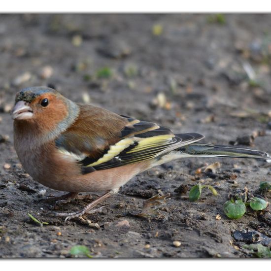 Common Chaffinch: Animal in habitat Backyard in the NatureSpots App