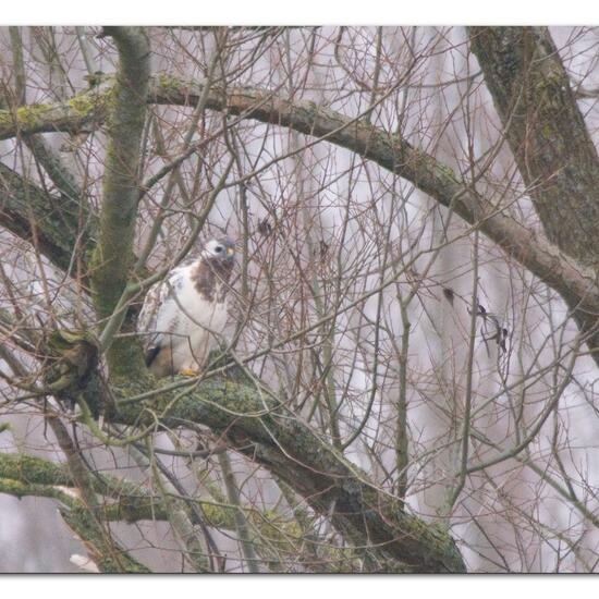 Common Buzzard: Animal in habitat Agricultural meadow in the NatureSpots App