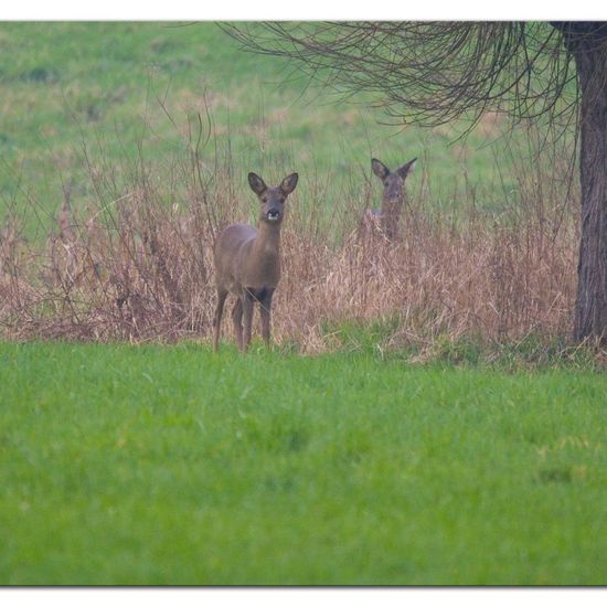 Capreolus: Animal in habitat Agriculture in the NatureSpots App