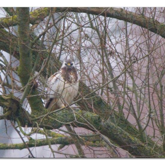 Common Buzzard: Animal in habitat Agricultural meadow in the NatureSpots App