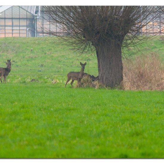 Capreolus: Animal in habitat Agriculture in the NatureSpots App