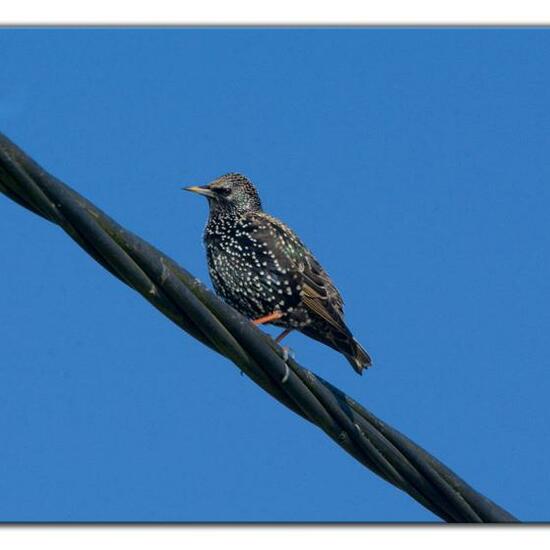 Common Starling: Animal in habitat Road or Transportation in the NatureSpots App