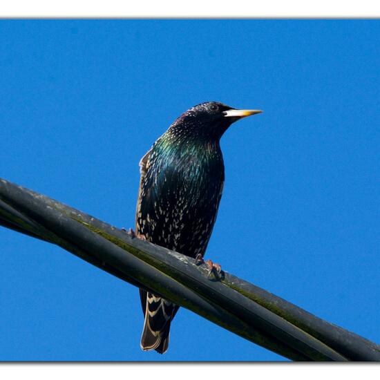 Common Starling: Animal in habitat Road or Transportation in the NatureSpots App