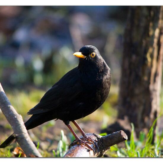 Common blackbird: Animal in habitat Backyard in the NatureSpots App