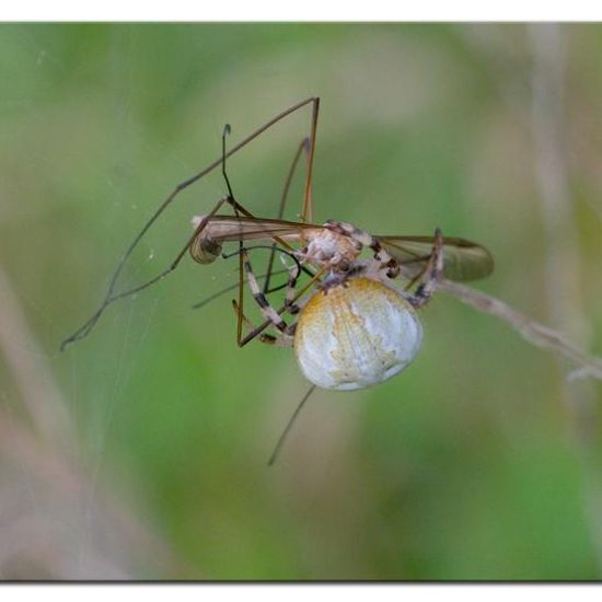 Araneus quadratus: Animal in habitat Natural Meadow in the NatureSpots App