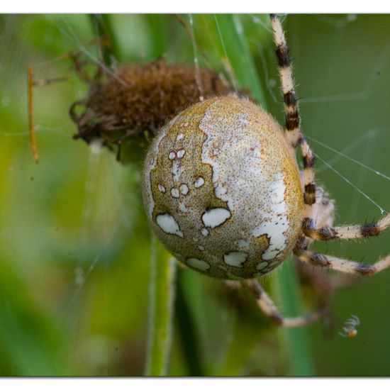 Araneus quadratus: Animal in habitat Natural Meadow in the NatureSpots App