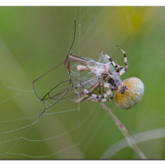 Araneus quadratus: Animal in habitat Natural Meadow in the NatureSpots App