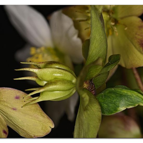 Helleborus sect. Helleborus: Plant in habitat Garden in the NatureSpots App