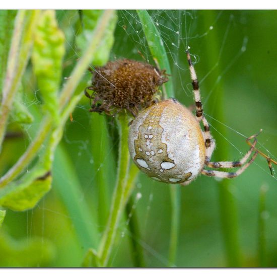 Araneus quadratus: Animal in habitat Natural Meadow in the NatureSpots App