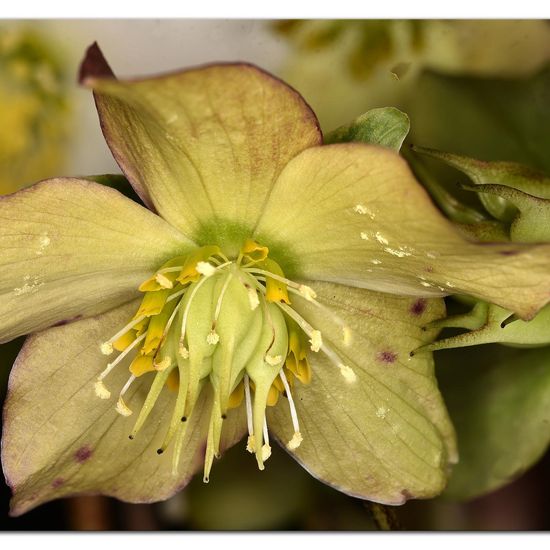 Helleborus sect. Helleborus: Plant in habitat Garden in the NatureSpots App