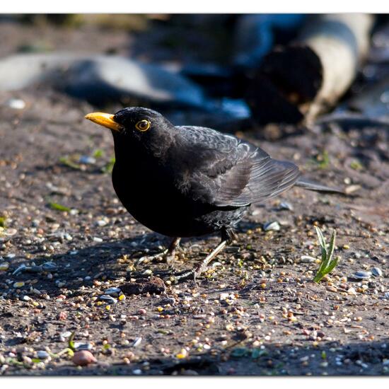 Common blackbird: Animal in habitat Backyard in the NatureSpots App