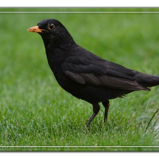 Common blackbird: Animal in habitat Garden in the NatureSpots App