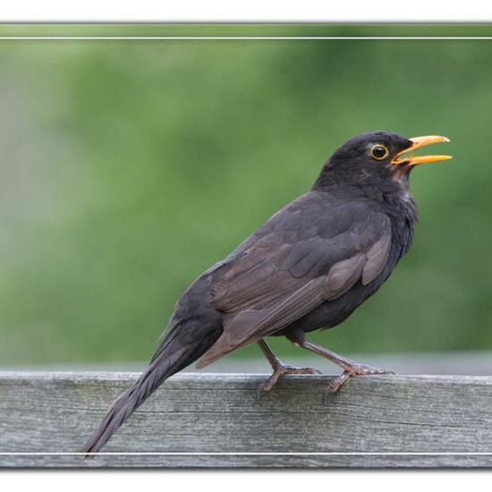 Common blackbird: Animal in habitat Garden in the NatureSpots App