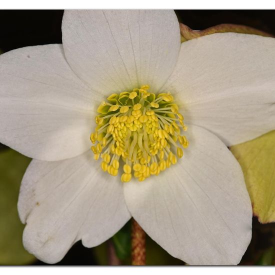 Helleborus sect. Helleborus: Plant in habitat Garden in the NatureSpots App