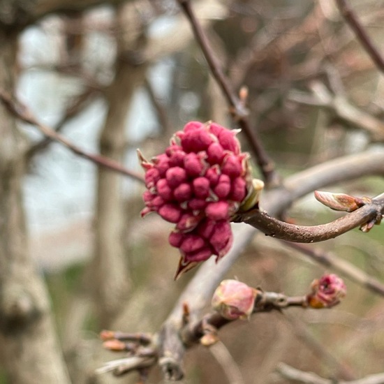 Viburnum ×bodnantense: Plant in habitat Garden in the NatureSpots App