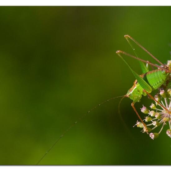 Speckled bush-cricket: Animal in habitat Natural Meadow in the NatureSpots App