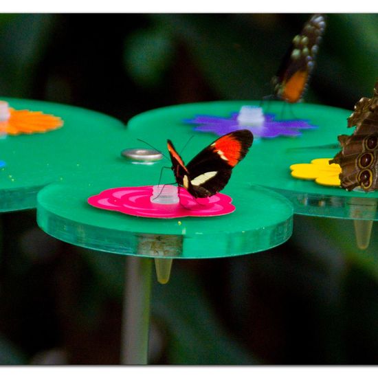 Lepidoptera: Animal in habitat Zoo in the NatureSpots App