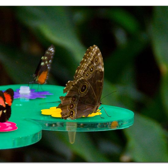 Lepidoptera: Animal in habitat Zoo in the NatureSpots App