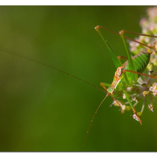 Speckled bush-cricket: Animal in habitat Natural Meadow in the NatureSpots App