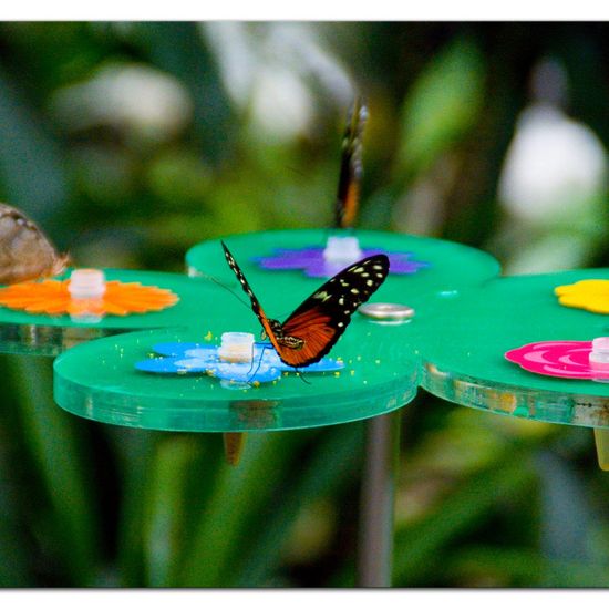 Lepidoptera: Animal in habitat Zoo in the NatureSpots App