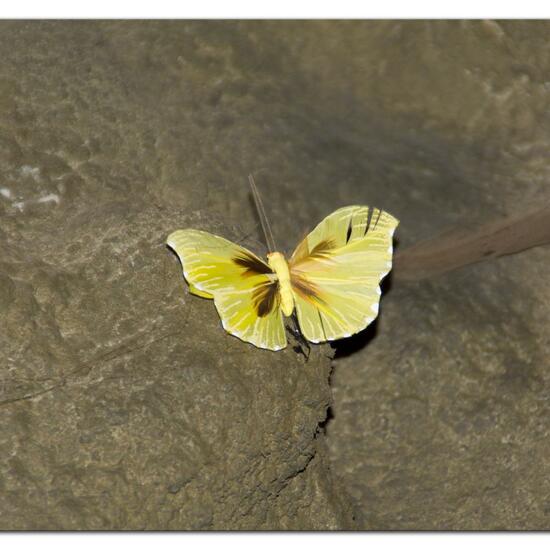 Schmetterlinge: Tier im Habitat Zoo/Gehege in der NatureSpots App