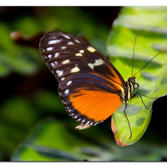 Lepidoptera: Animal in habitat Zoo in the NatureSpots App