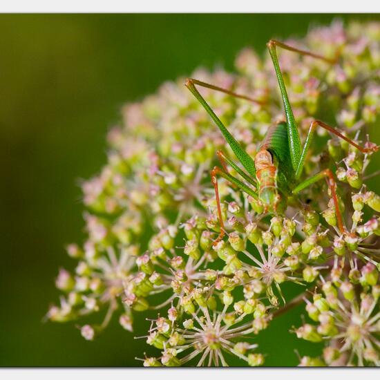 Speckled bush-cricket: Animal in habitat Natural Meadow in the NatureSpots App