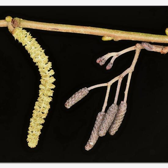 Corylus avellana: Plant in habitat Backyard in the NatureSpots App