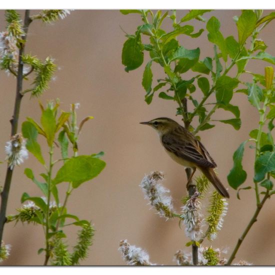 Sedge Warbler: Animal in habitat Freshwater habitat in the NatureSpots App