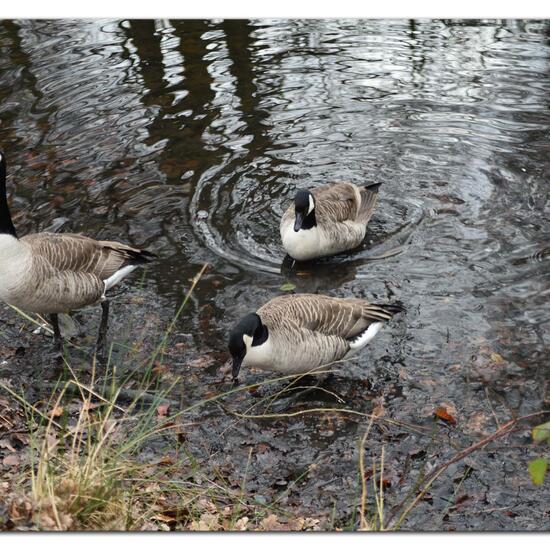Canada Goose: Animal in habitat Park in the NatureSpots App