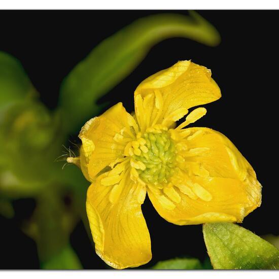 Ranunculus sceleratus: Plant in habitat Garden agriculture in the NatureSpots App