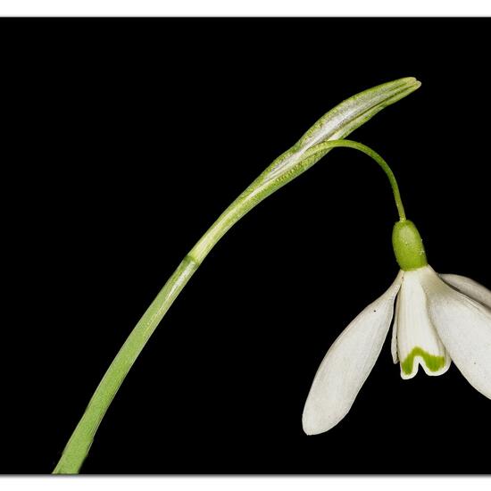 Galanthus nivalis: Plant in habitat Backyard in the NatureSpots App
