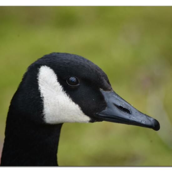 Canada Goose: Animal in habitat Park in the NatureSpots App