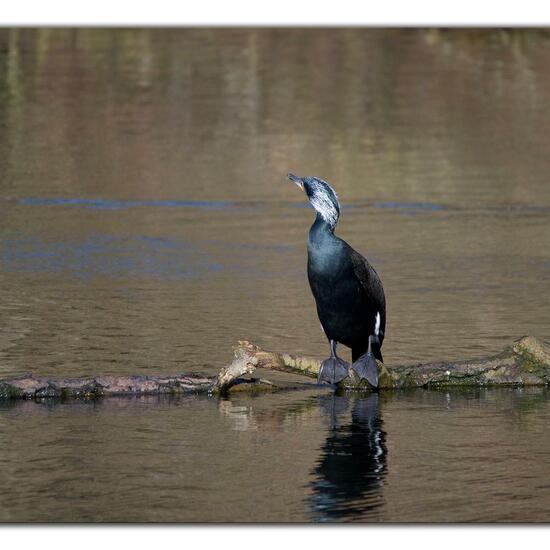 Great Cormorant: Animal in habitat Freshwater habitat in the NatureSpots App