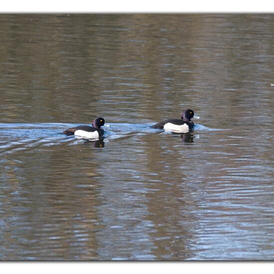 Tufted Duck: Animal in habitat Artificial freshwater in the NatureSpots App